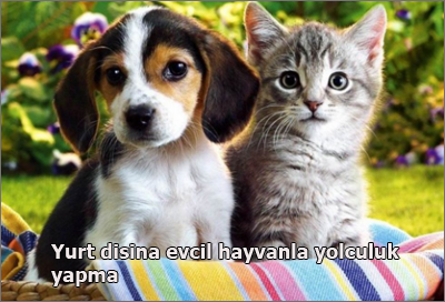 Yurt-disina-evcil-hayvanla-yolculuk-yapma