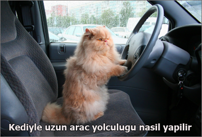 Kediyle-uzun-arac-yolculugu-nasil-yapilir