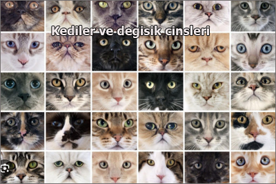Kediler-ve-degisik-cinsleri